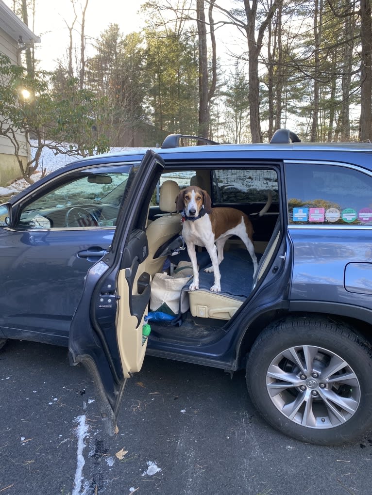 Zelley, a Treeing Walker Coonhound tested with EmbarkVet.com