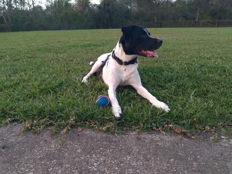 PATIENCE, a Labrador Retriever and American Pit Bull Terrier mix tested with EmbarkVet.com