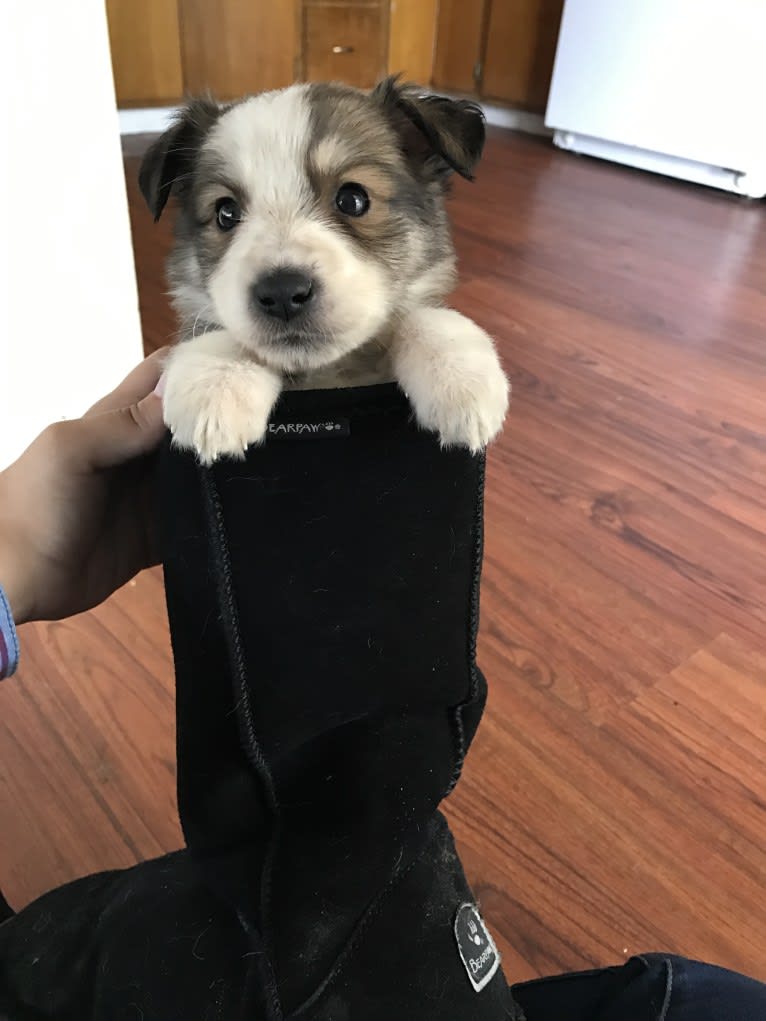 Shelby, a Border Collie and Great Pyrenees mix tested with EmbarkVet.com