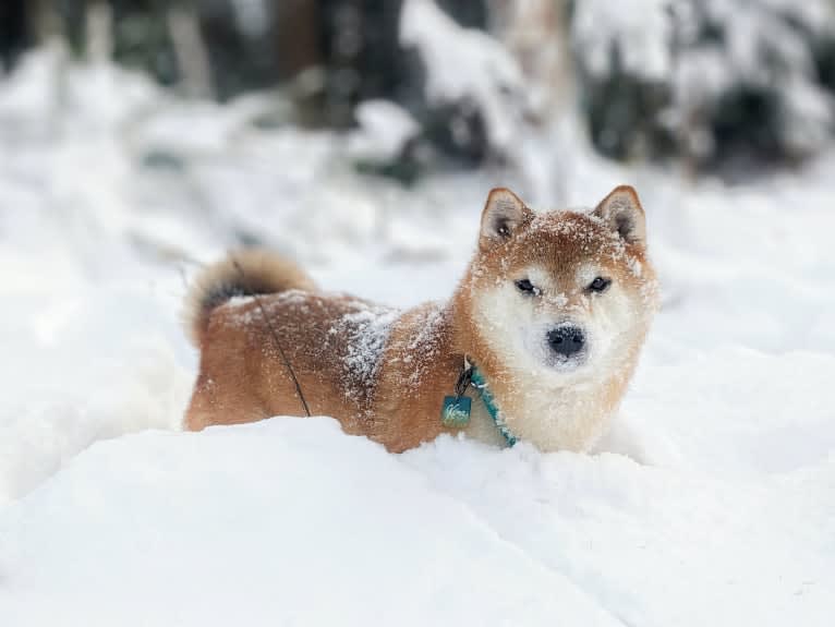 Kuma, a Shiba Inu tested with EmbarkVet.com