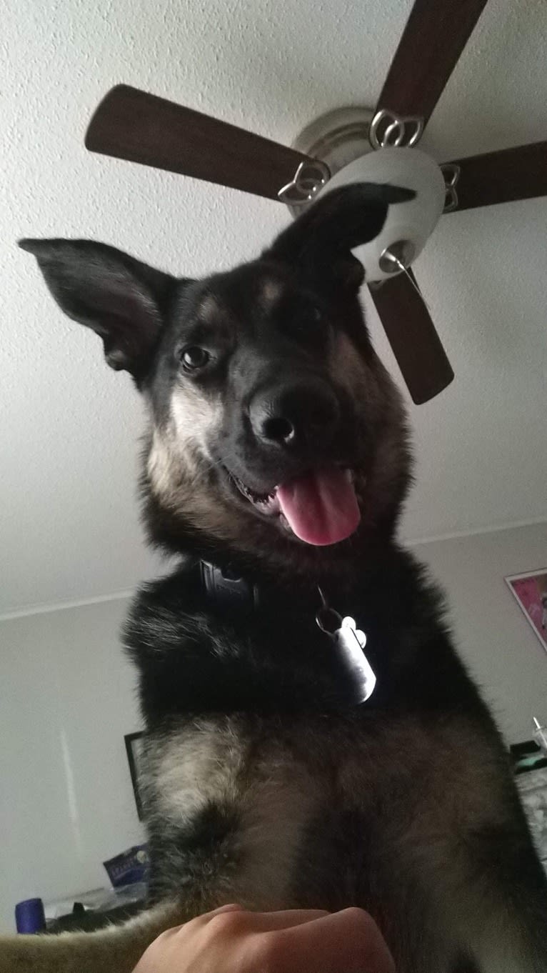 Zeus, a German Shepherd Dog tested with EmbarkVet.com