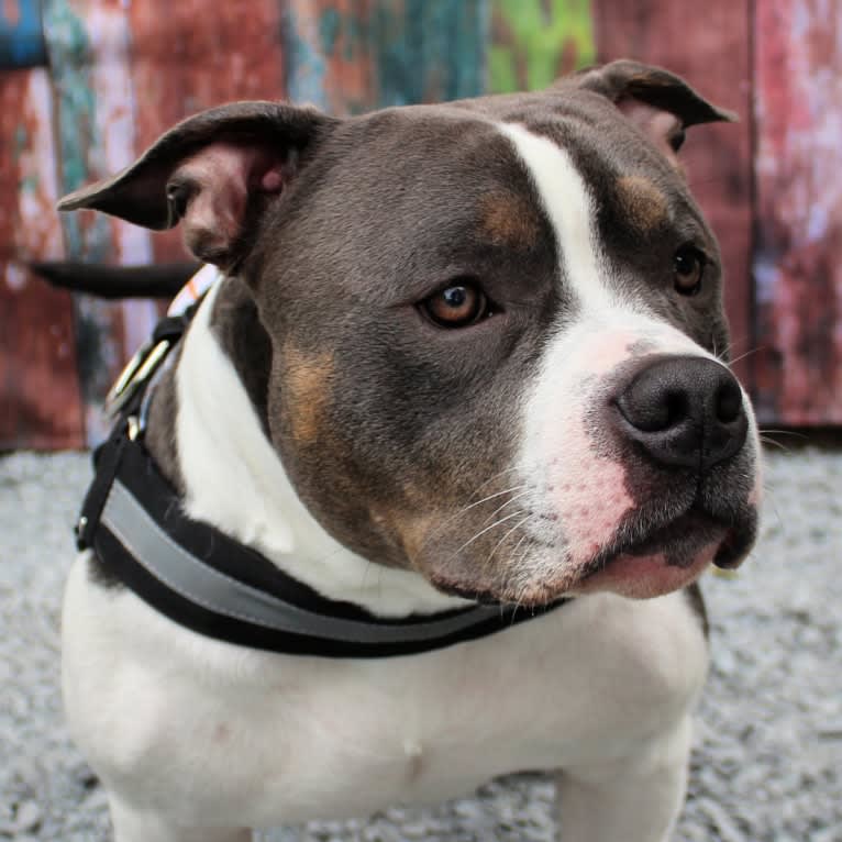 Riker, an American Bully tested with EmbarkVet.com