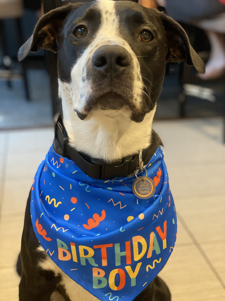 Luckie, an American Pit Bull Terrier and Border Collie mix tested with EmbarkVet.com