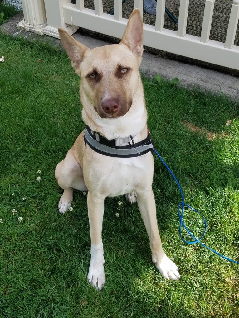 Bubiyan, an Arabian Village Dog tested with EmbarkVet.com