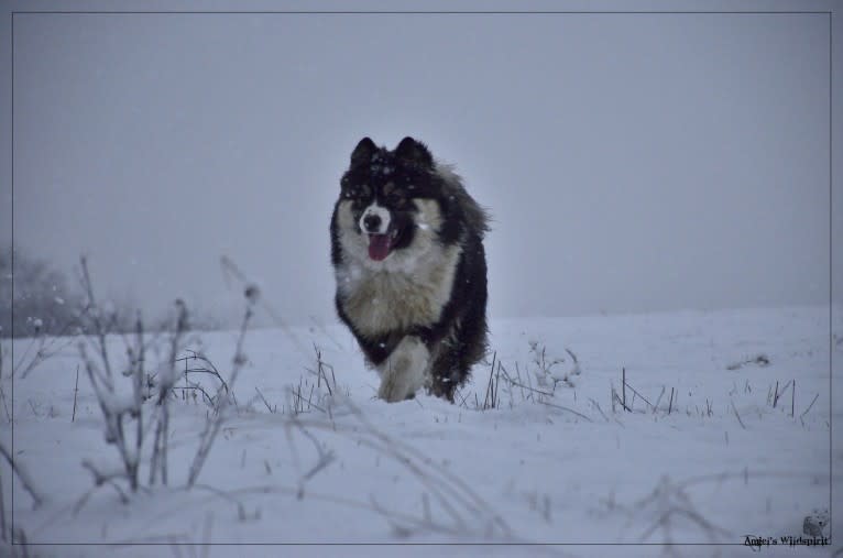 Olwyn, a Yakutian Laika tested with EmbarkVet.com