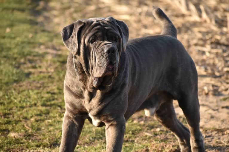 Kaiser, a Neapolitan Mastiff tested with EmbarkVet.com