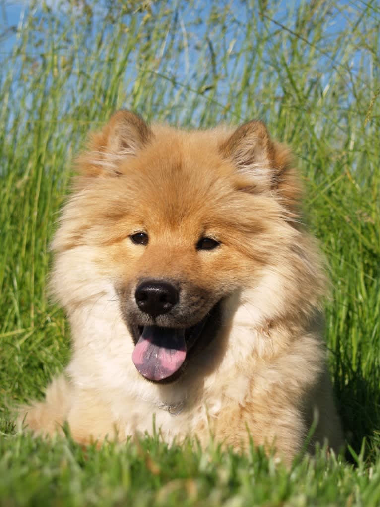 Mini, an Eurasier tested with EmbarkVet.com