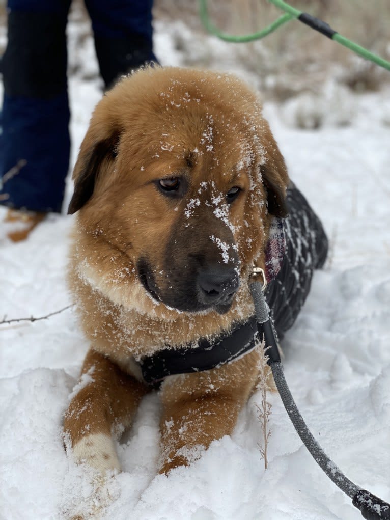 Clifford, an East Asian Village Dog and Caucasian Ovcharka mix tested with EmbarkVet.com