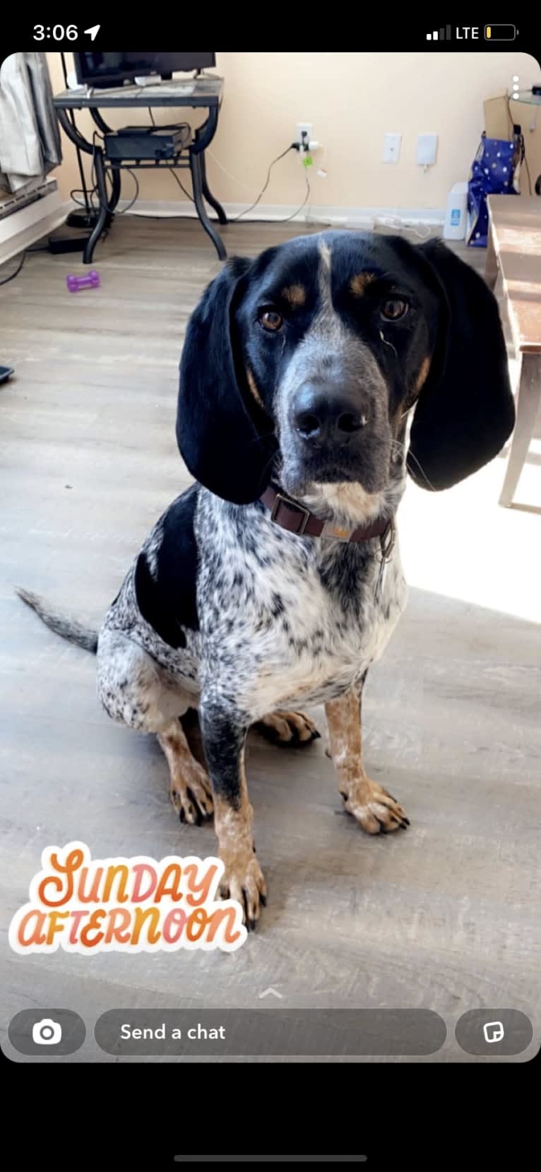 Leroy, a Bluetick Coonhound tested with EmbarkVet.com