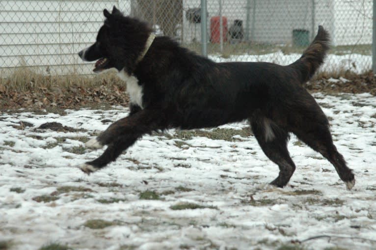 Hazel, an Akita and American Bulldog mix tested with EmbarkVet.com