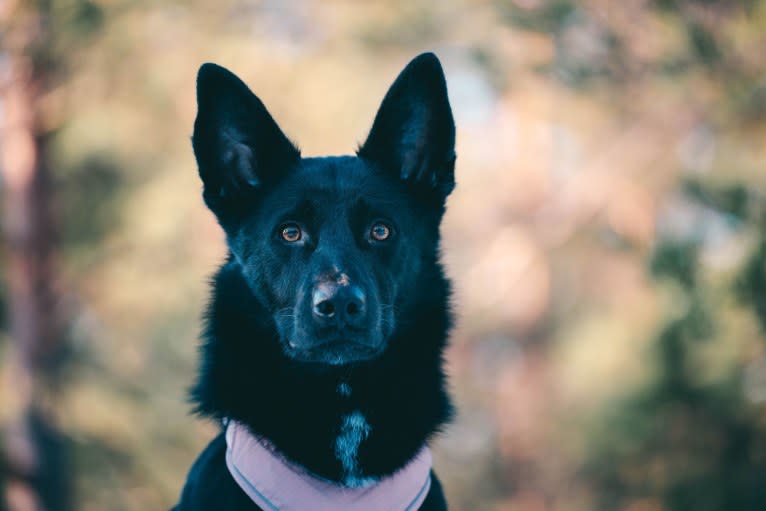 Keja, a Central Asian Village Dog tested with EmbarkVet.com