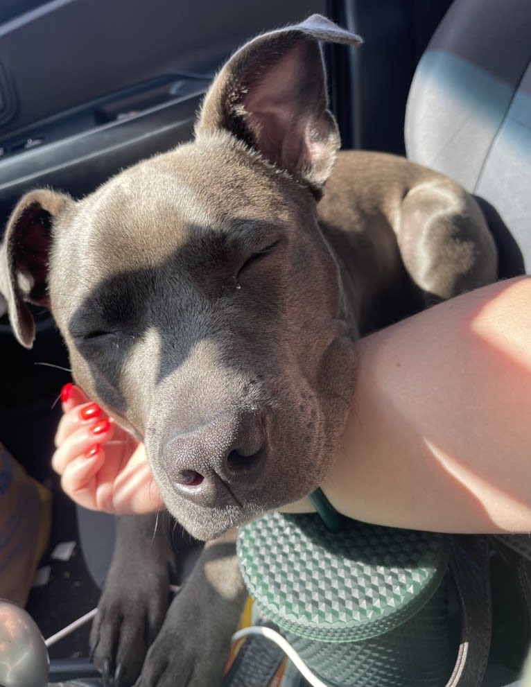 Oliver, an American Pit Bull Terrier tested with EmbarkVet.com