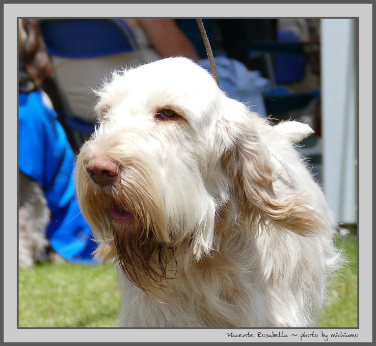 Rosa, a Spinone Italiano tested with EmbarkVet.com