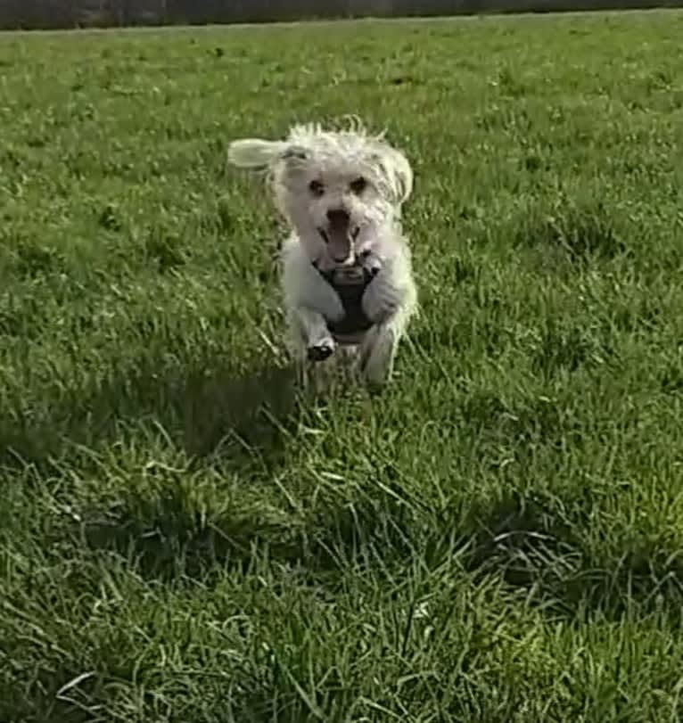 Scruffy Murphy, a Russell-type Terrier and Bichon Frise mix tested with EmbarkVet.com