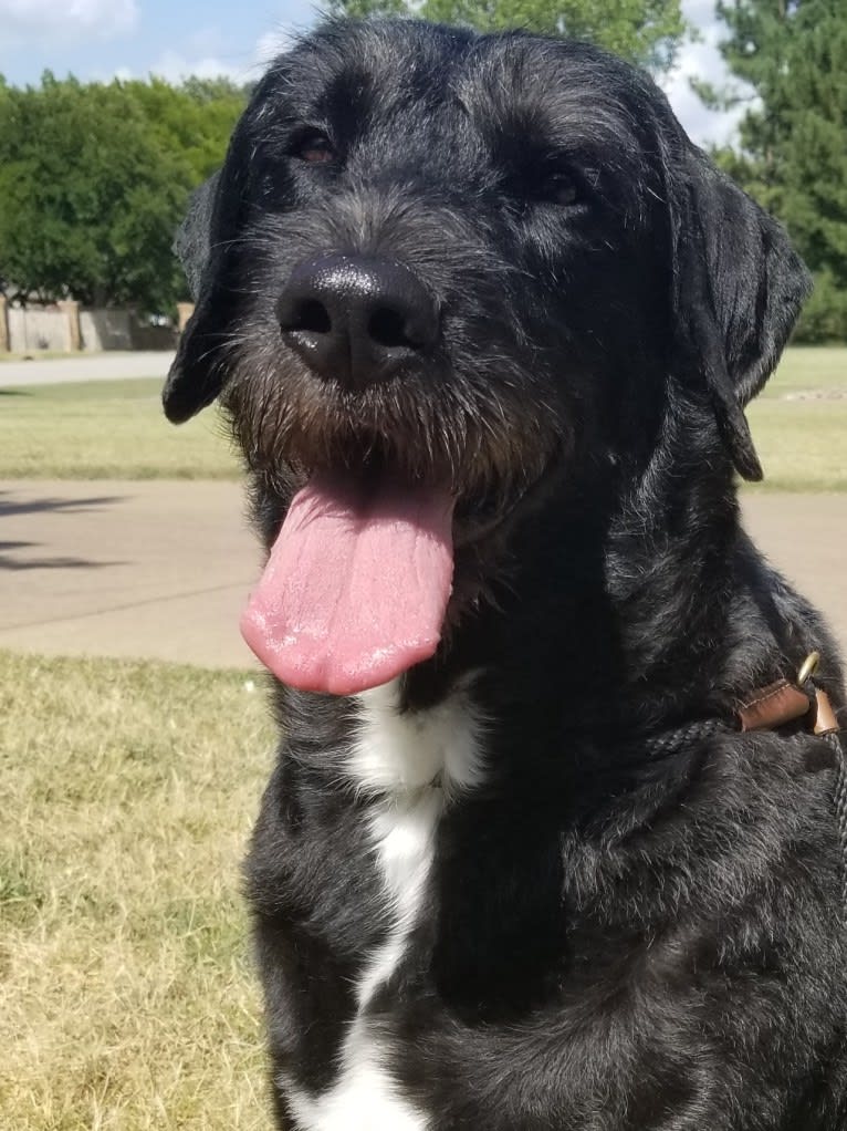 Laszlo, a Greater Swiss Mountain Dog and Poodle (Standard) mix tested with EmbarkVet.com