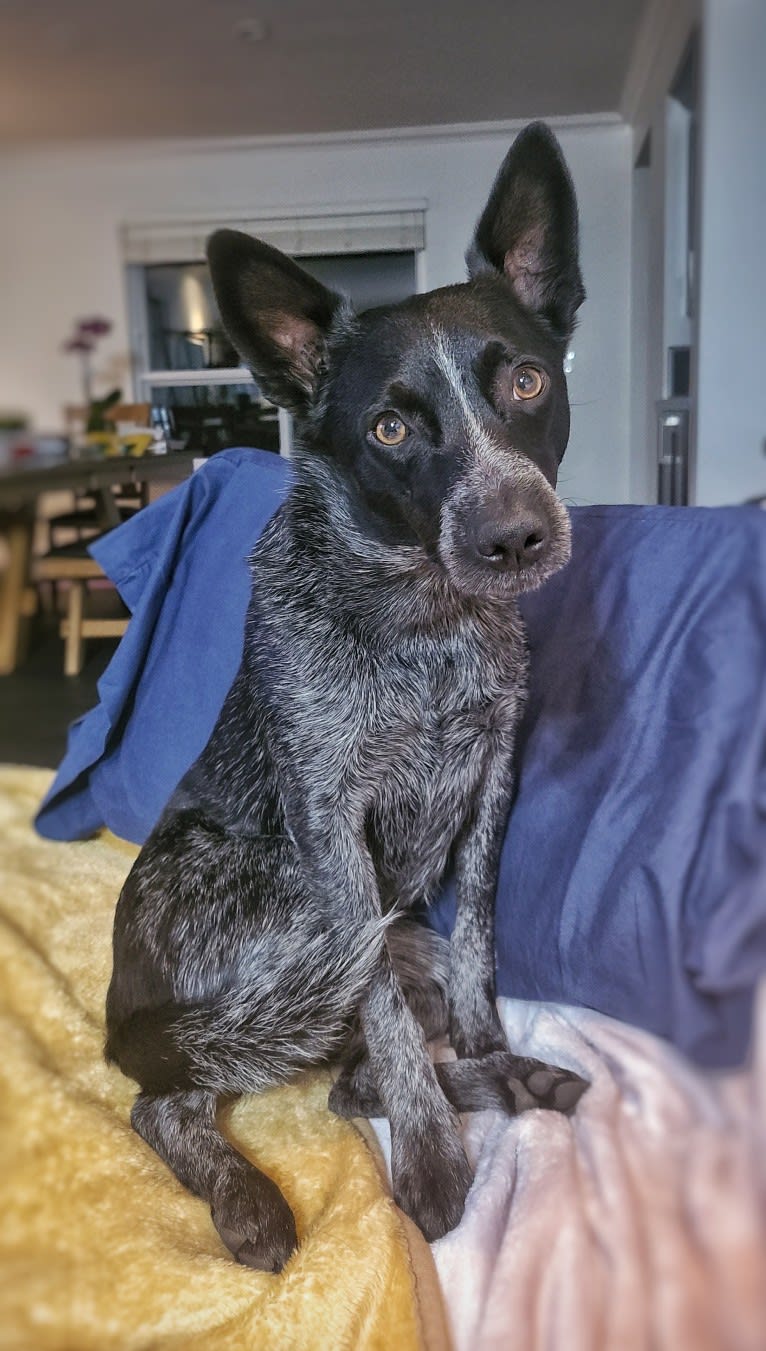 Juniper, an Australian Cattle Dog tested with EmbarkVet.com