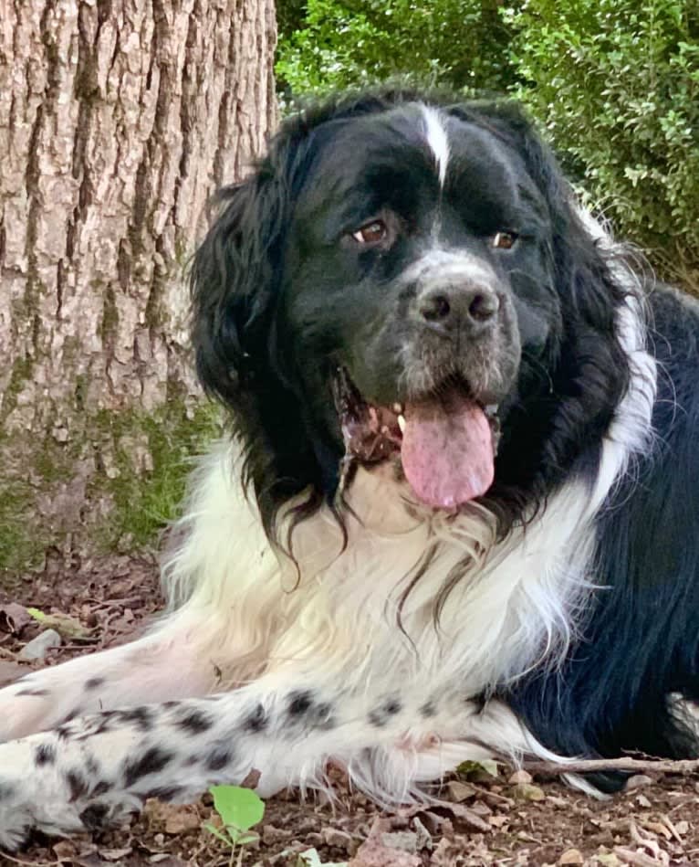 Huey, a Newfoundland tested with EmbarkVet.com