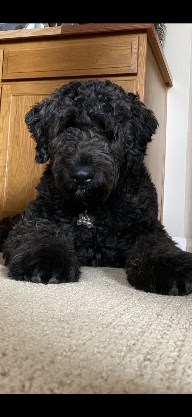 Willomina, a Bouvier des Flandres tested with EmbarkVet.com