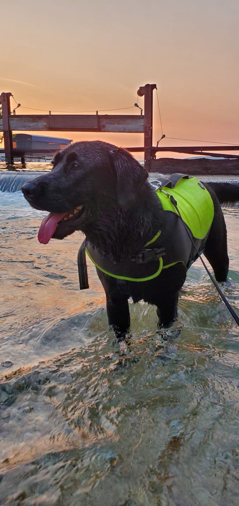 Chowder, a Siberian Husky and Labrador Retriever mix tested with EmbarkVet.com