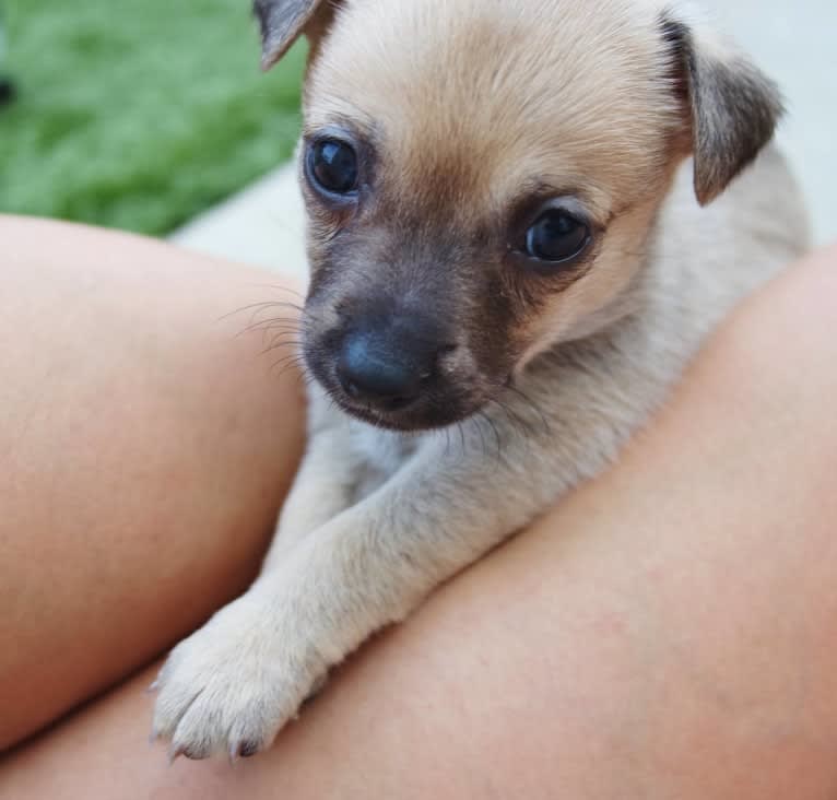 Wookie, a Chihuahua and West Highland White Terrier mix tested with EmbarkVet.com