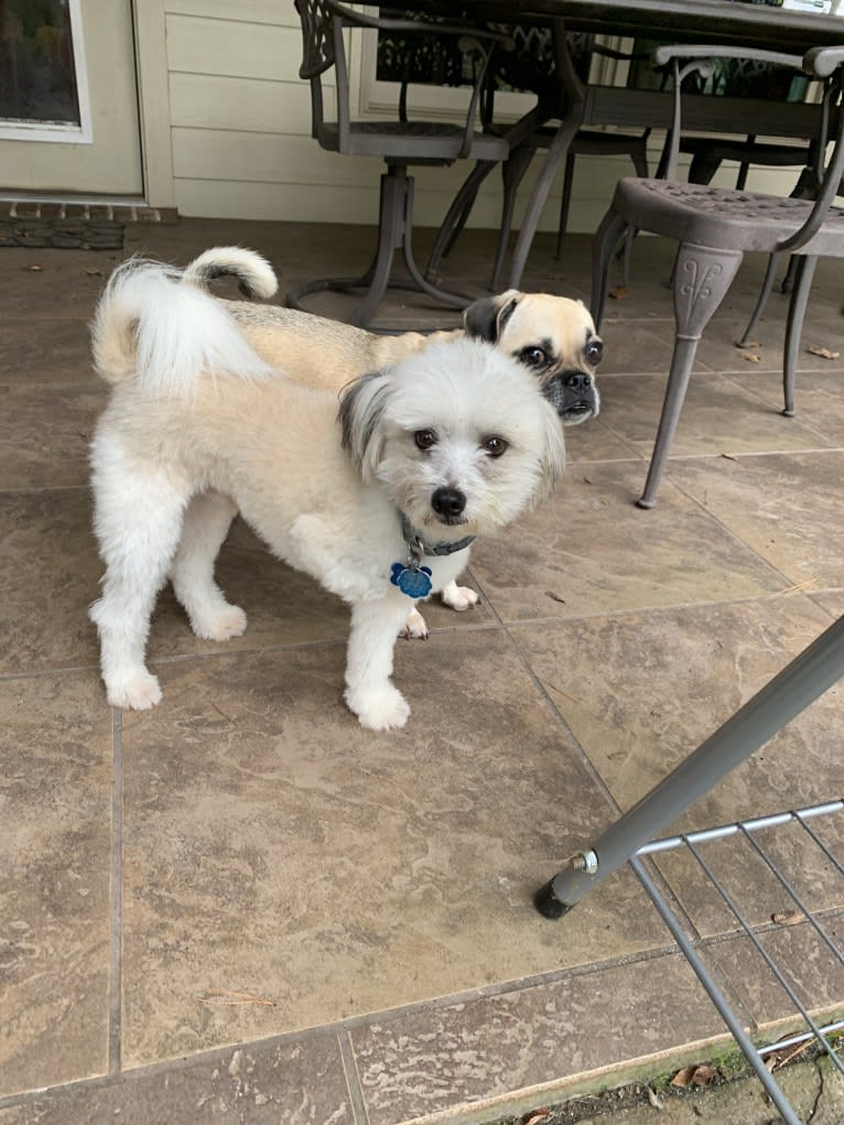 Rex, a Pomeranian and Maltese mix tested with EmbarkVet.com