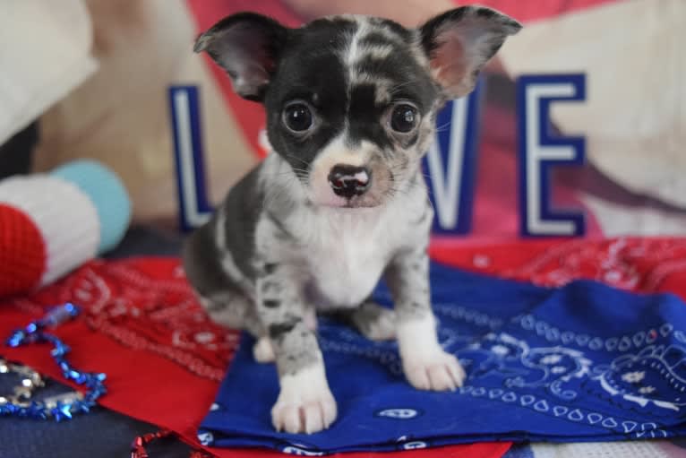 Neville, a Chihuahua tested with EmbarkVet.com