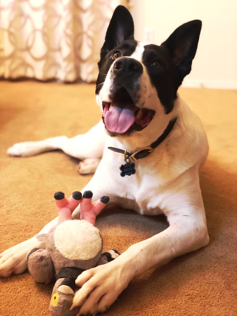 Bruce, a Great Dane and American Pit Bull Terrier mix tested with EmbarkVet.com