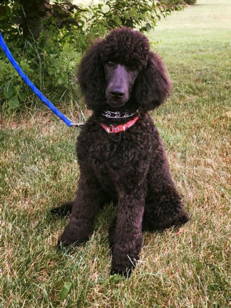 Holley, a Poodle (Standard) tested with EmbarkVet.com
