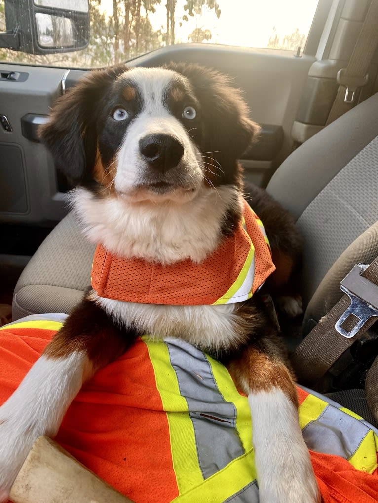 Oliver Webster, an Australian Shepherd tested with EmbarkVet.com