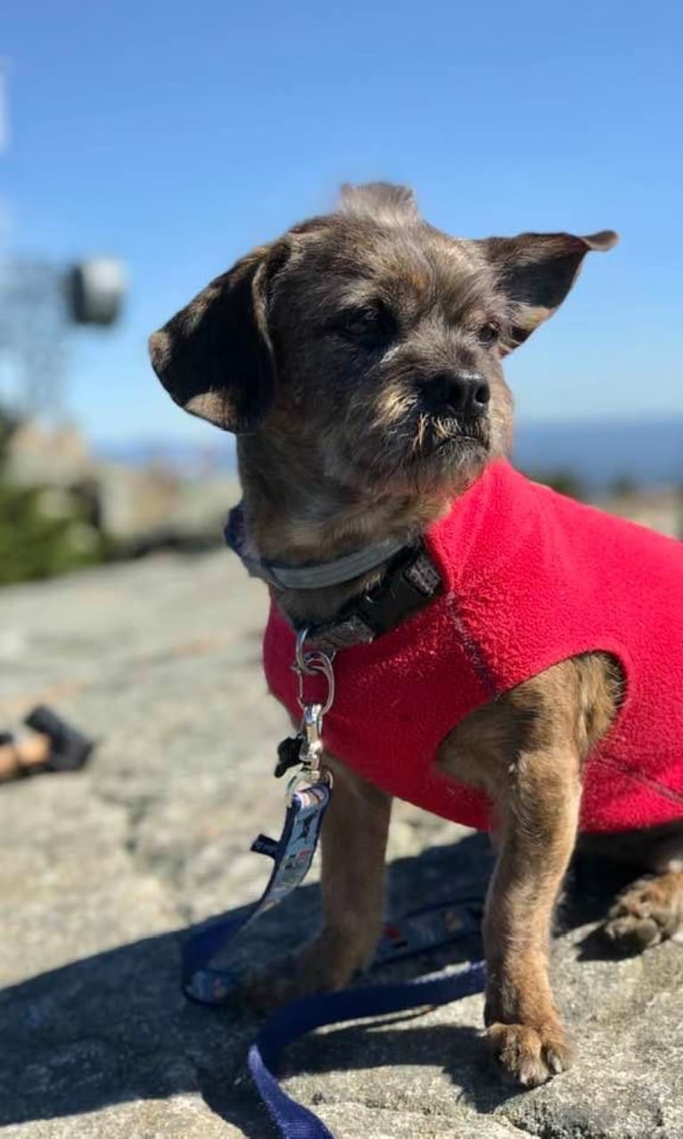 Bucky, a Lhasa Apso and Rat Terrier mix tested with EmbarkVet.com