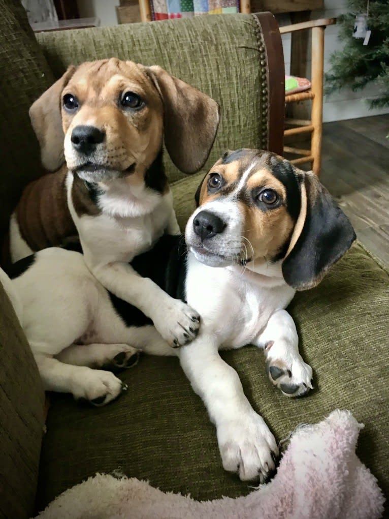 Bandit, a Treeing Walker Coonhound and Beagle mix tested with EmbarkVet.com