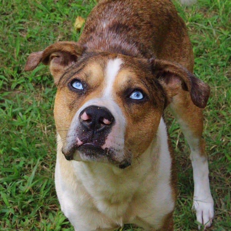 Thor, a Boston Terrier and Siberian Husky mix tested with EmbarkVet.com