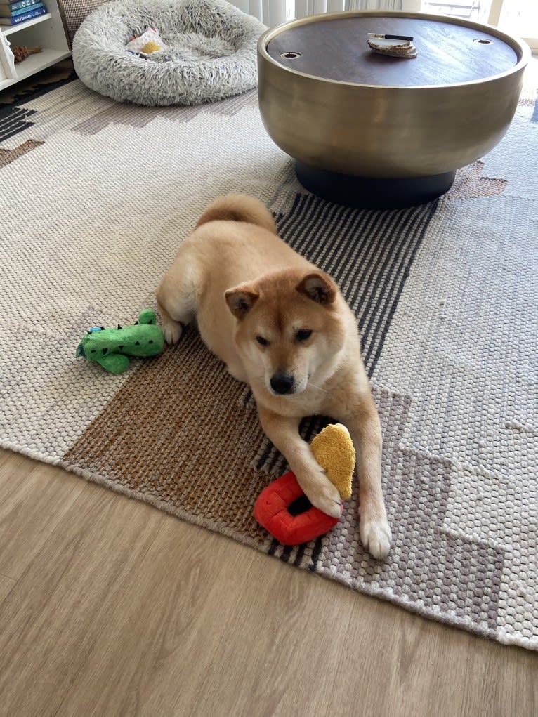 Foxy, a Jindo tested with EmbarkVet.com