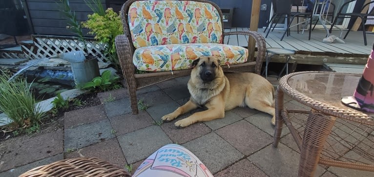 Bear, a German Shepherd Dog and Australian Cattle Dog mix tested with EmbarkVet.com