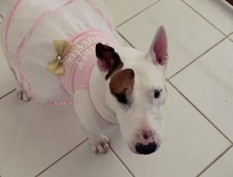 Sophie, a Miniature Bull Terrier tested with EmbarkVet.com