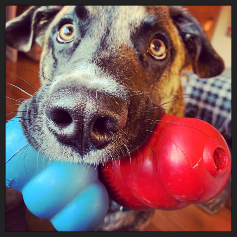 Hugo, a Labrador Retriever and German Shepherd Dog mix tested with EmbarkVet.com