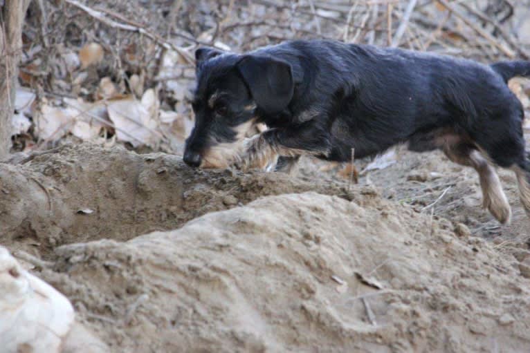 Bentley, a Dachshund tested with EmbarkVet.com