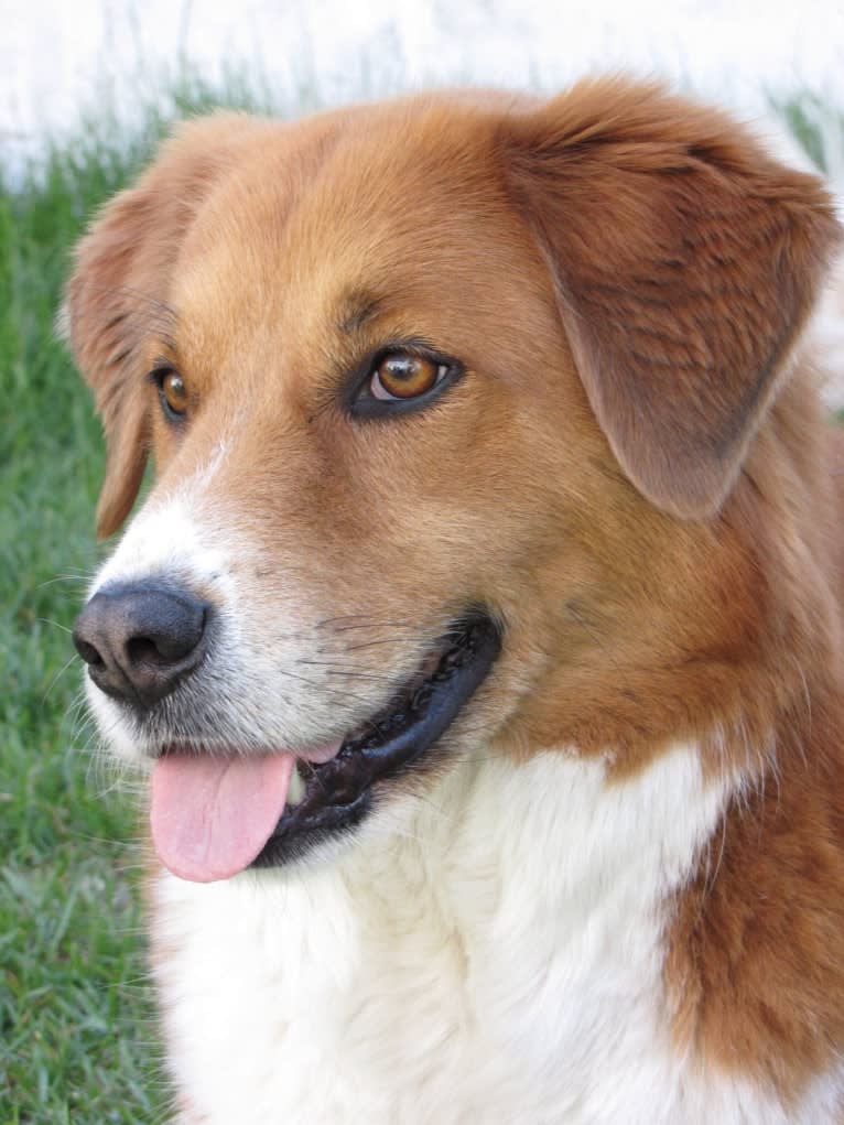 Bentley, a Chow Chow and Labrador Retriever mix tested with EmbarkVet.com