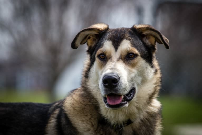 Finn, a German Shepherd Dog and Alaskan Malamute mix tested with EmbarkVet.com