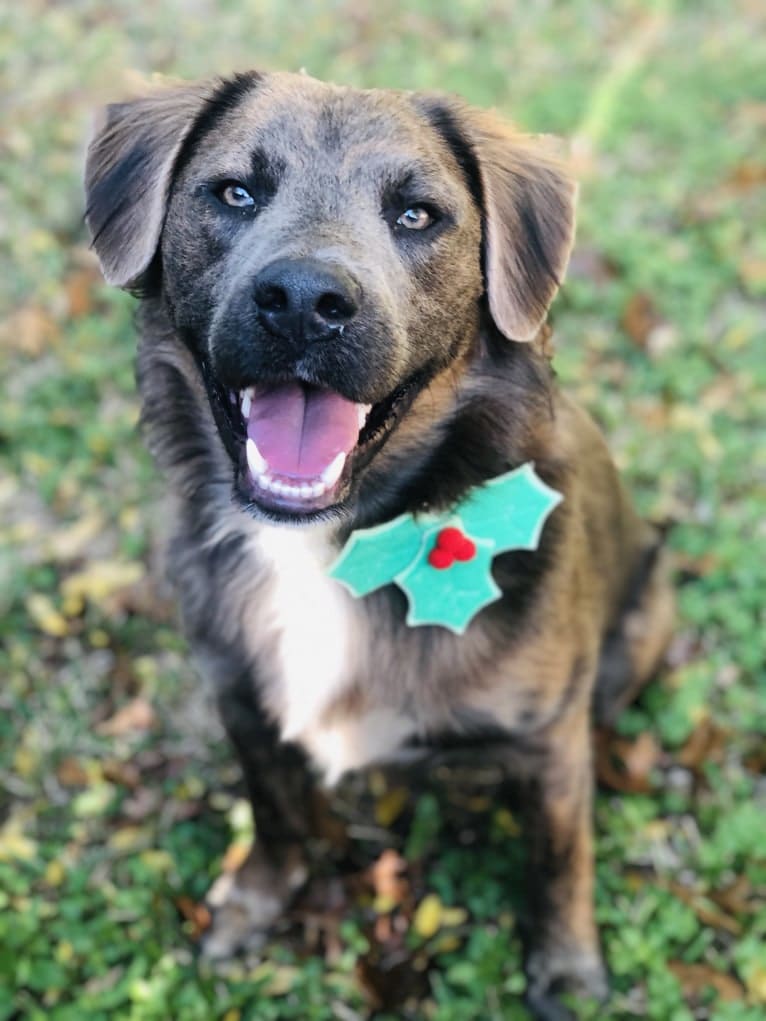 Beaux, an American Pit Bull Terrier and German Shepherd Dog mix tested with EmbarkVet.com