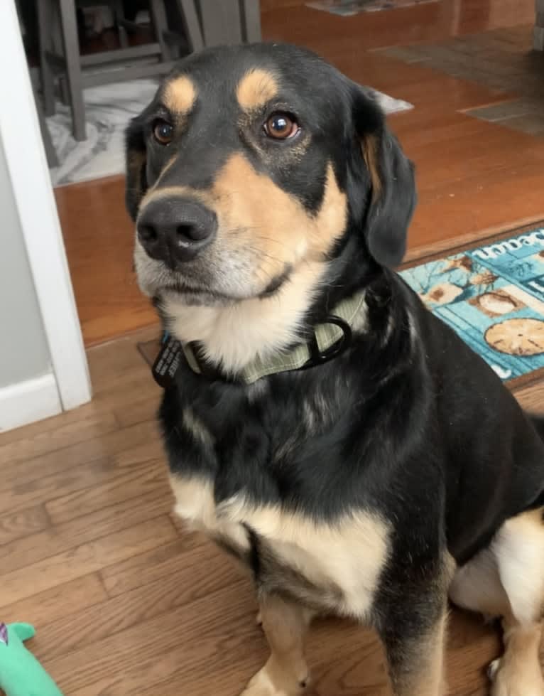 Chief, a Great Pyrenees and Golden Retriever mix tested with EmbarkVet.com