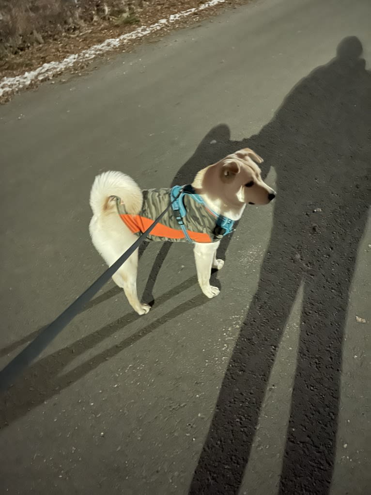 Nala, a Labrador Retriever and Chow Chow mix tested with EmbarkVet.com