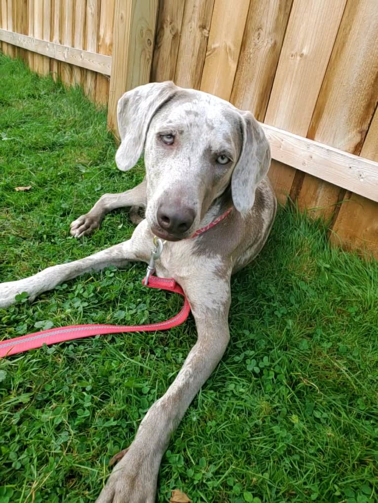 Maggie, a Weimaraner and Catahoula Leopard Dog mix tested with EmbarkVet.com