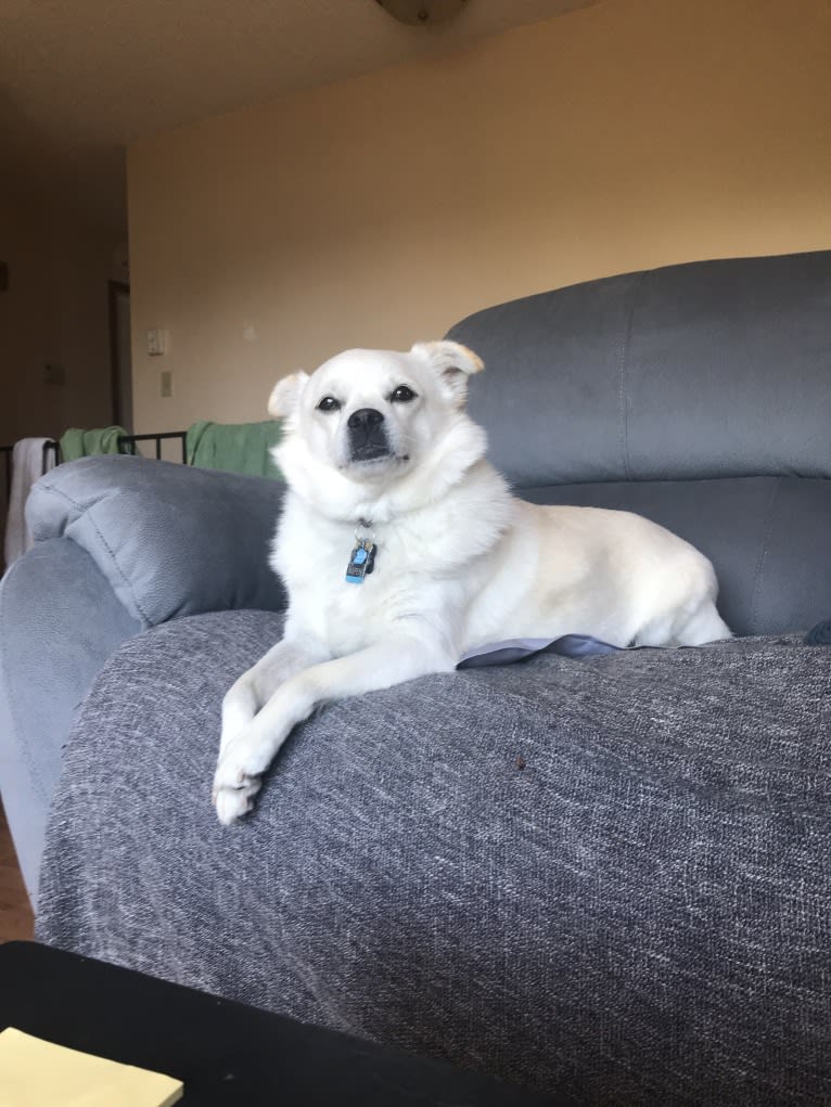Aspen, a Japanese or Korean Village Dog tested with EmbarkVet.com