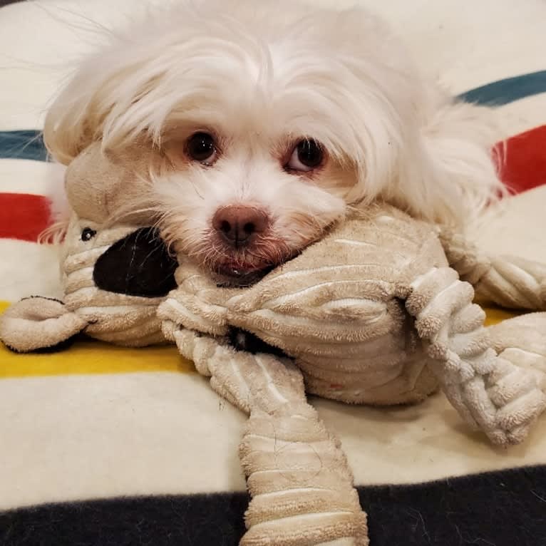 BUSTER, a Lhasa Apso tested with EmbarkVet.com