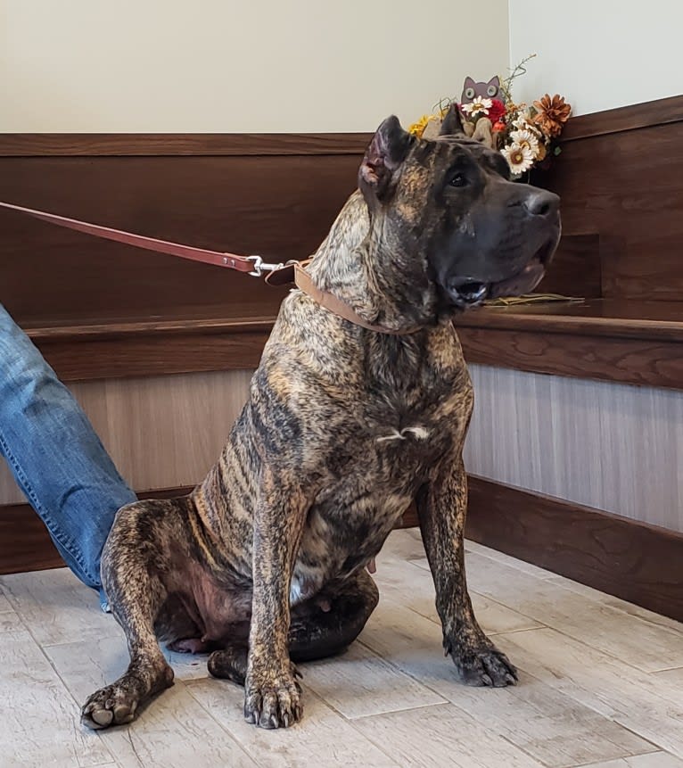 Zia, a Perro de Presa Canario tested with EmbarkVet.com