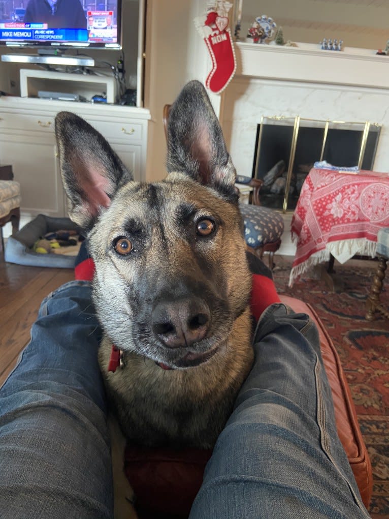 Grey Wind, a Belgian Malinois and German Shepherd Dog mix tested with EmbarkVet.com