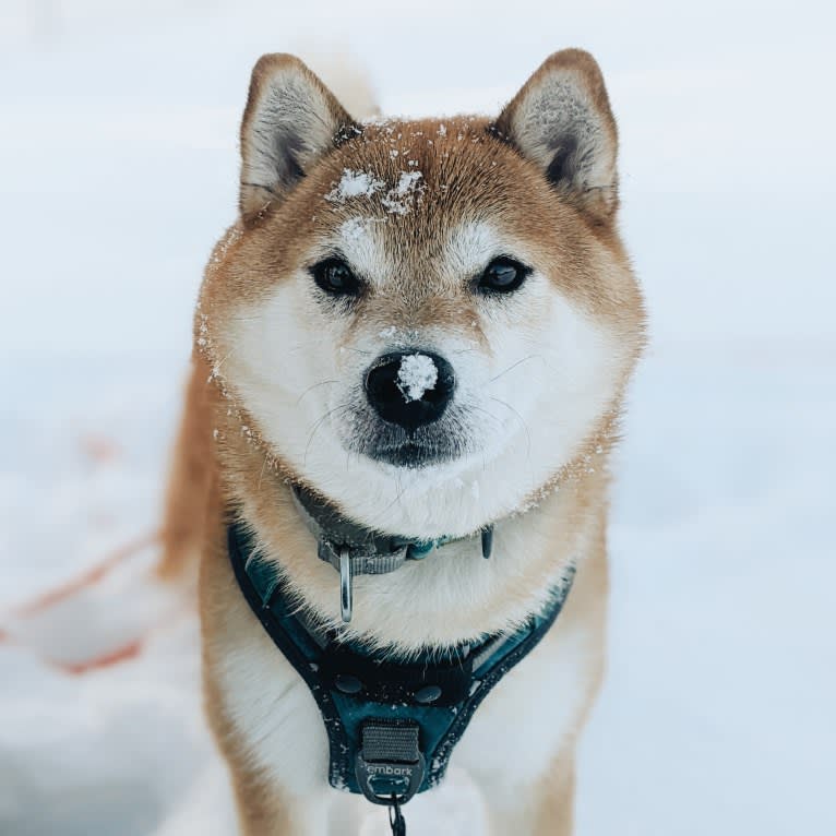 Kuma, a Shiba Inu tested with EmbarkVet.com