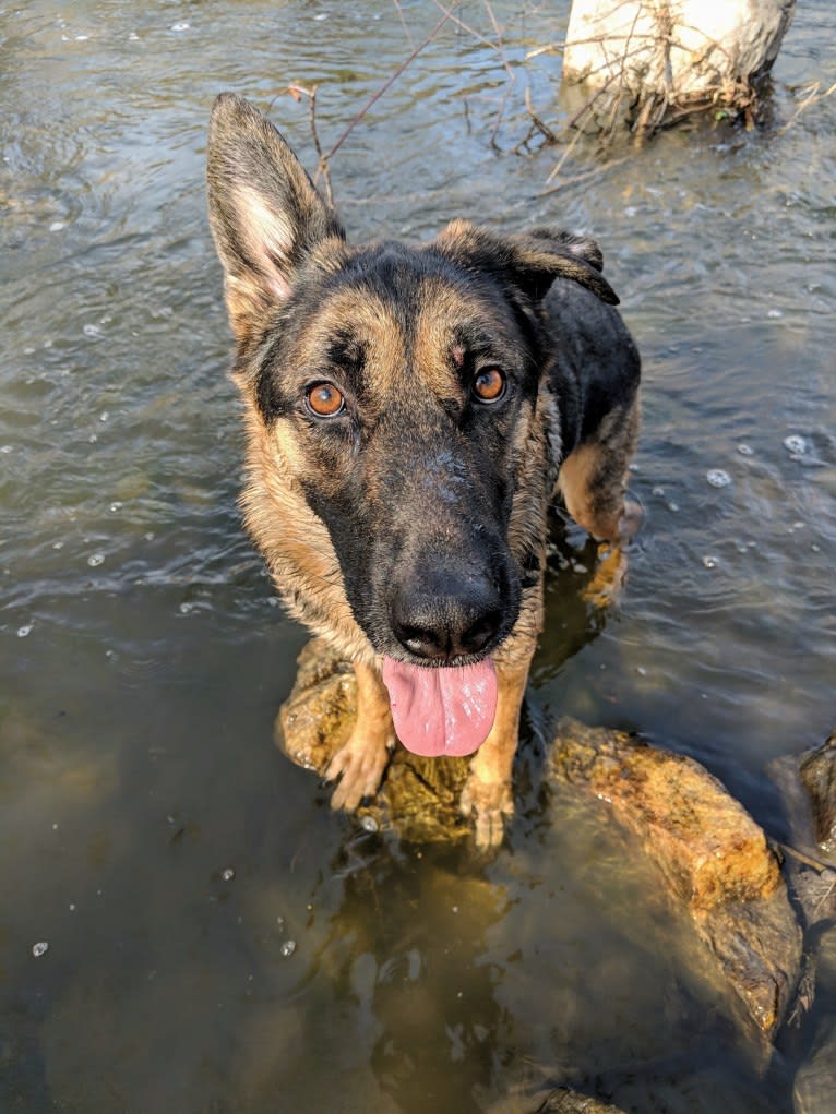 Brutus, a German Shepherd Dog and Samoyed mix tested with EmbarkVet.com