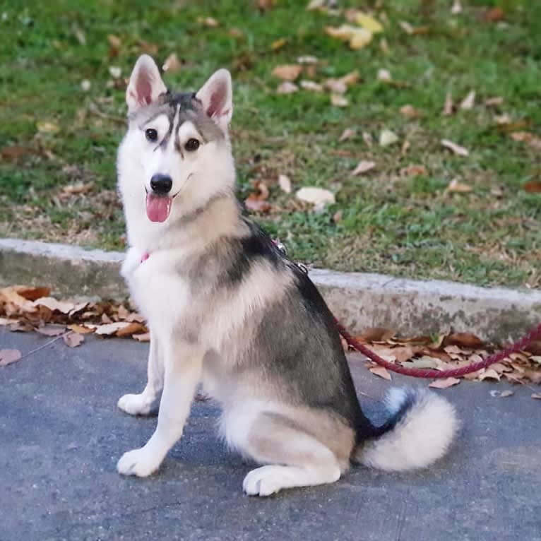 Xena, a Pomsky tested with EmbarkVet.com